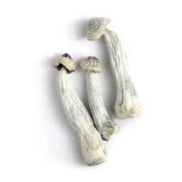 albino penis envy mushroom for sale,buy albino penis envy mushroom online,buy magic mushroom online