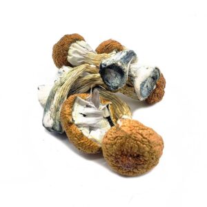 Blue Meanie Mushrooms For Sale Online,Magic Mushrooms Depo,Buy Blue Meanie Magic Mushrooms Online