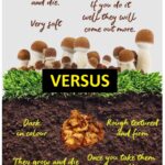 What is the difference between magic mushrooms and magic truffles